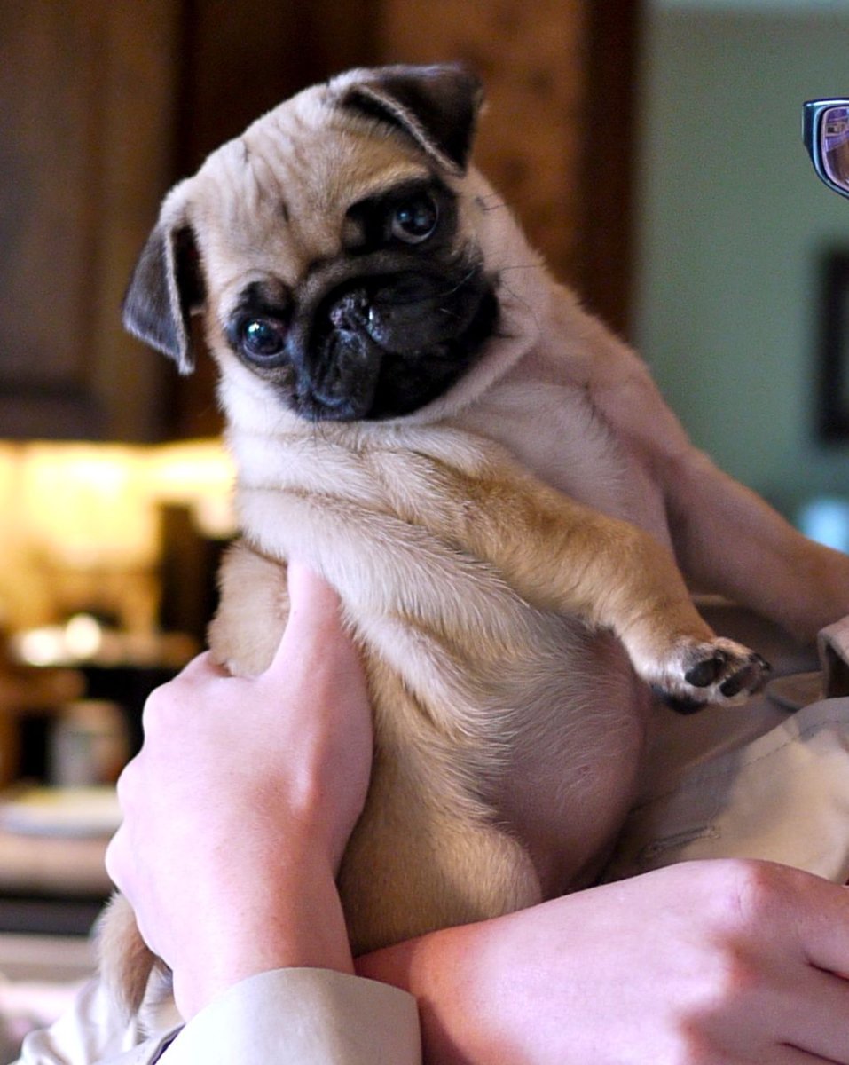 Бывают ли мопсы пушистыми