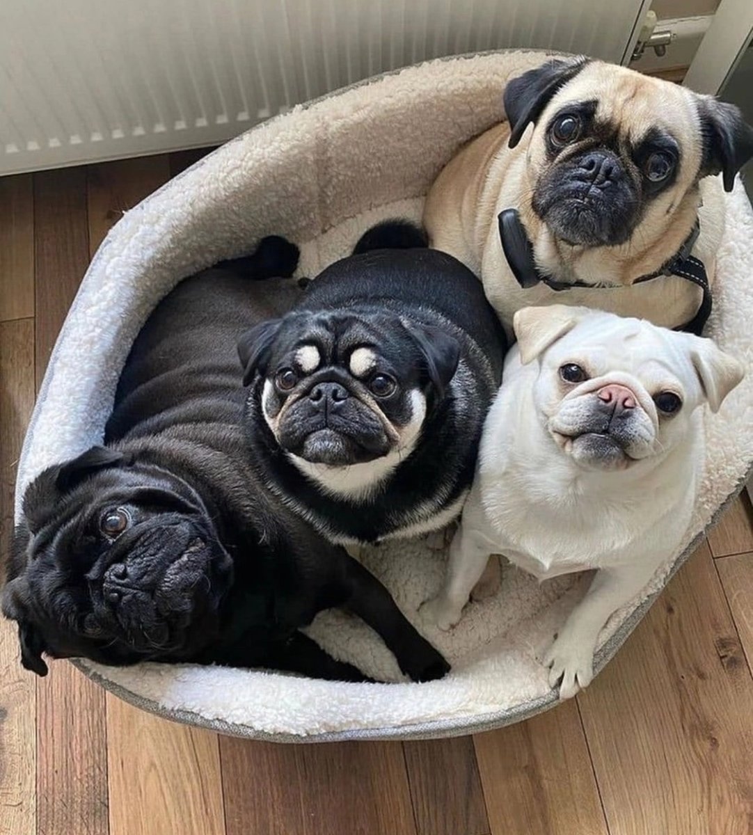 Окраски мопсов