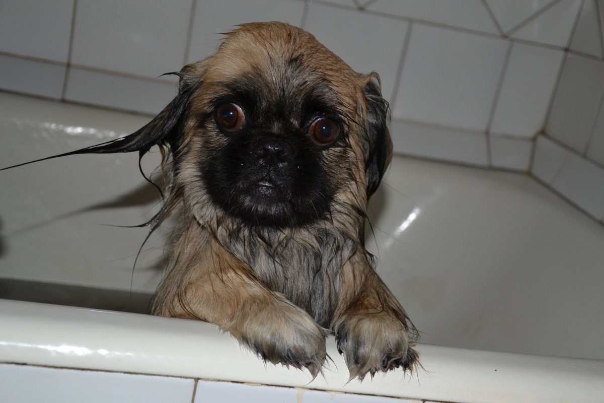 Мокрый Пекинес