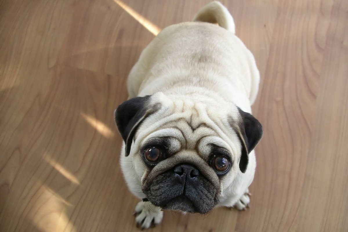 Порода собак волосатый Мопс