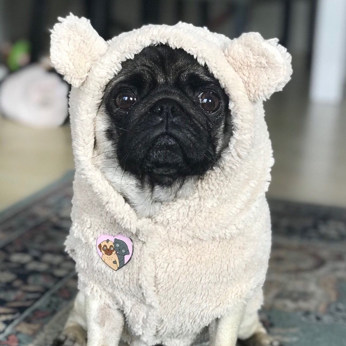 Кудрявый Мопс