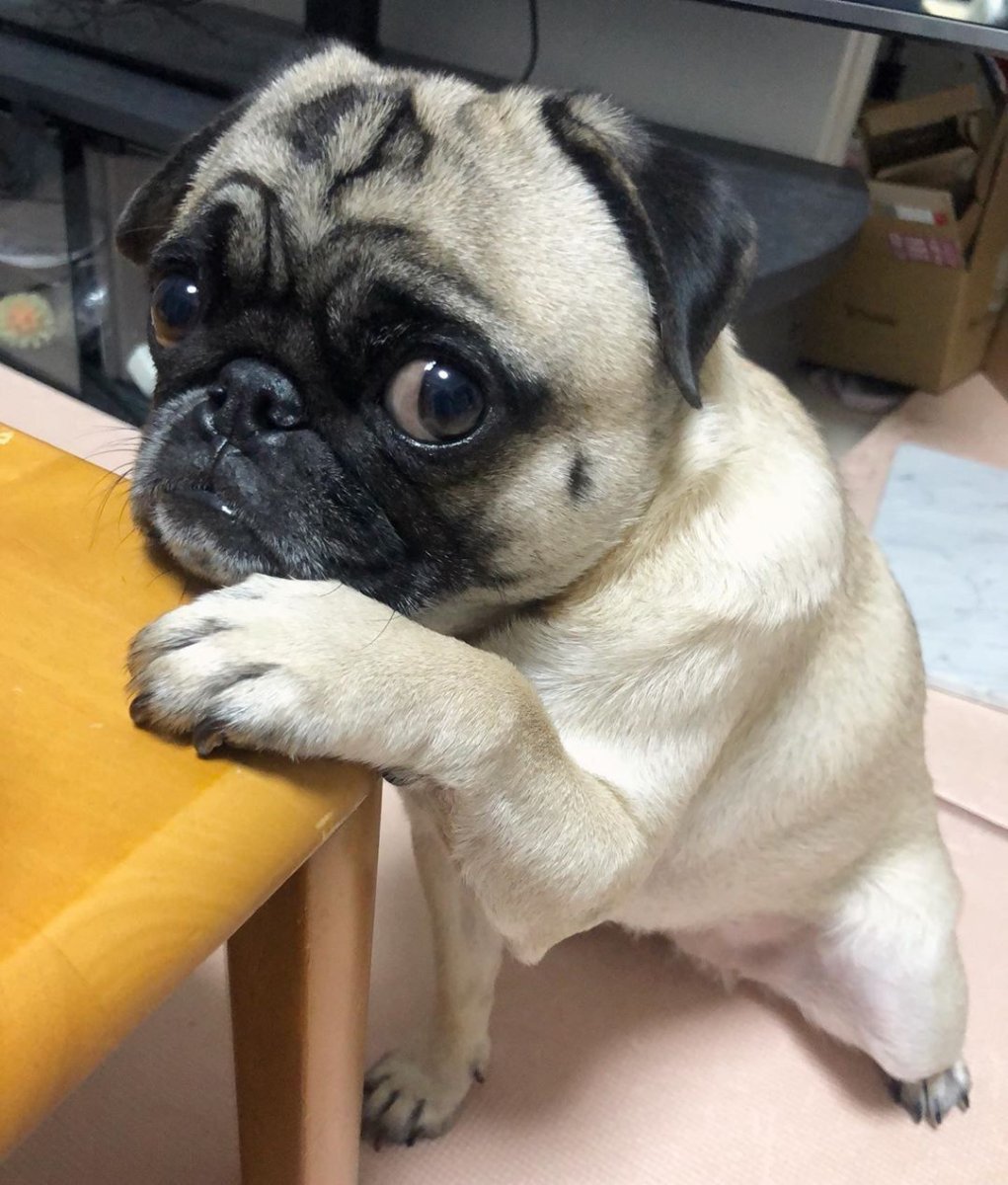 Лохматый Мопс