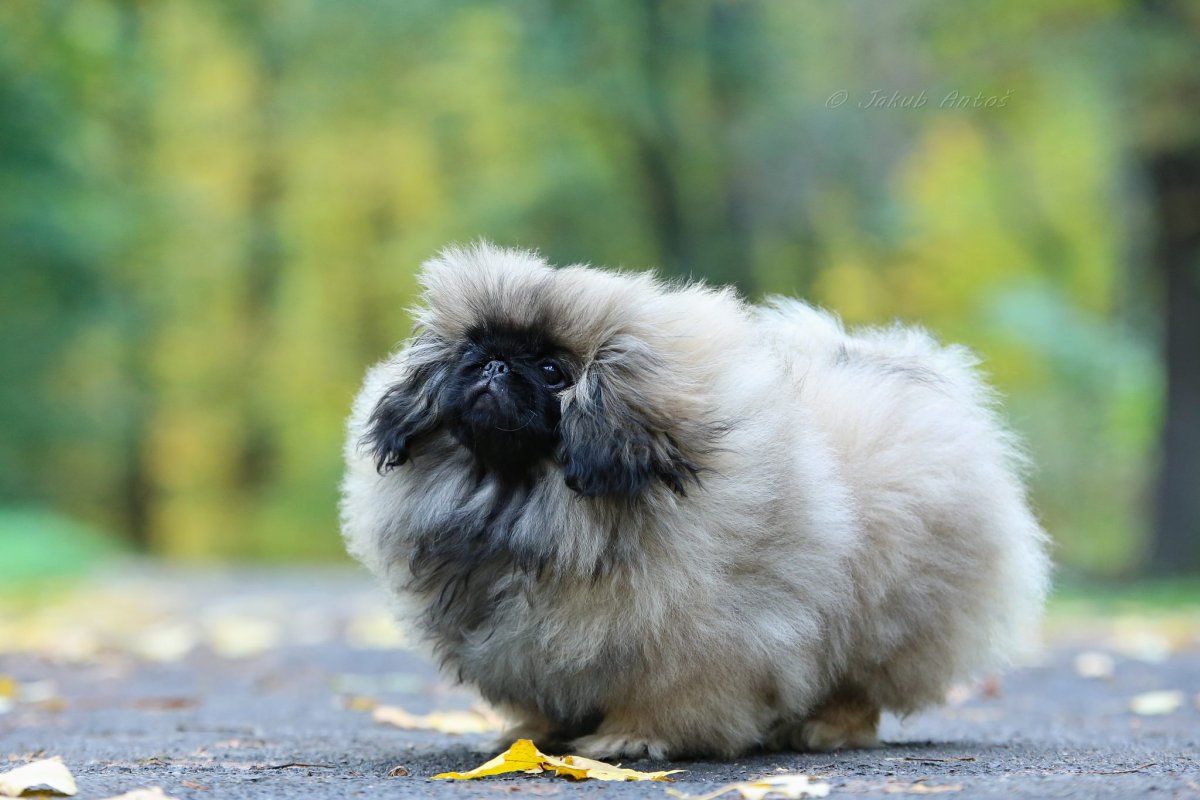 Мохнатый Пекинес