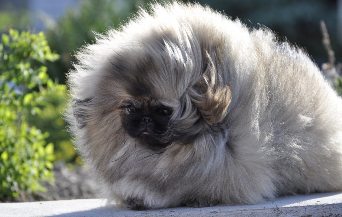 Мохнатый мопс