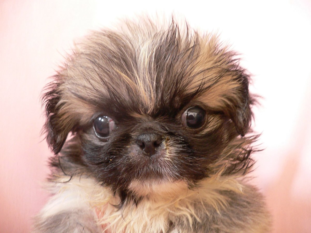 Маленькие собаки Пекинес