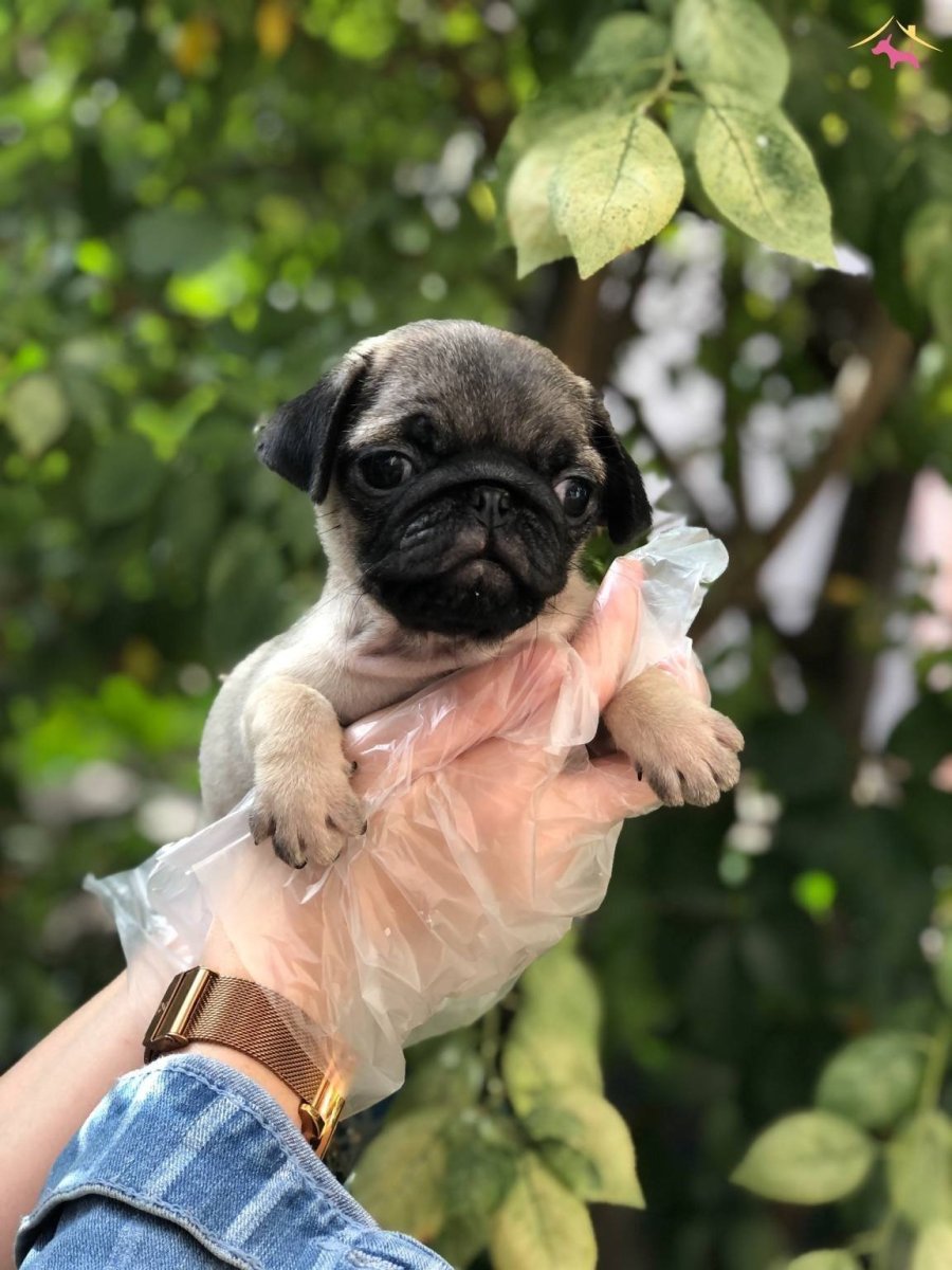 Карликовый Мопс