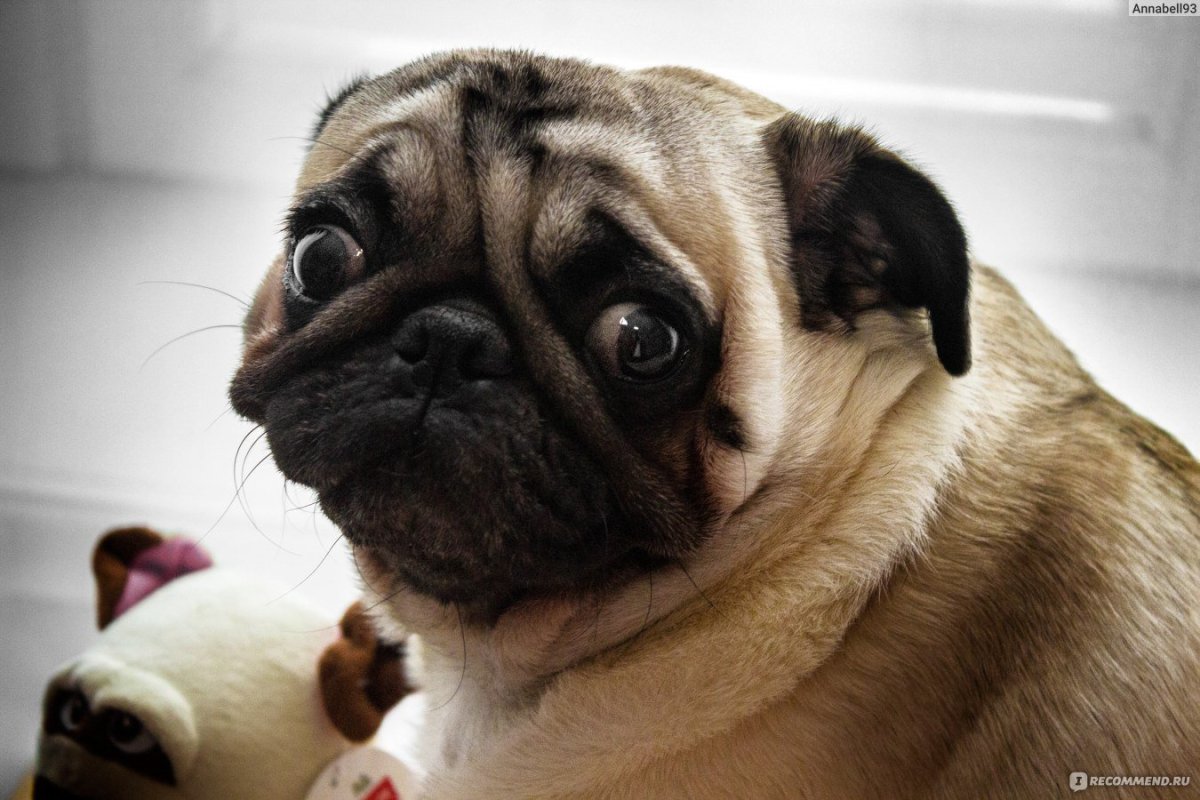 Японский Мопс