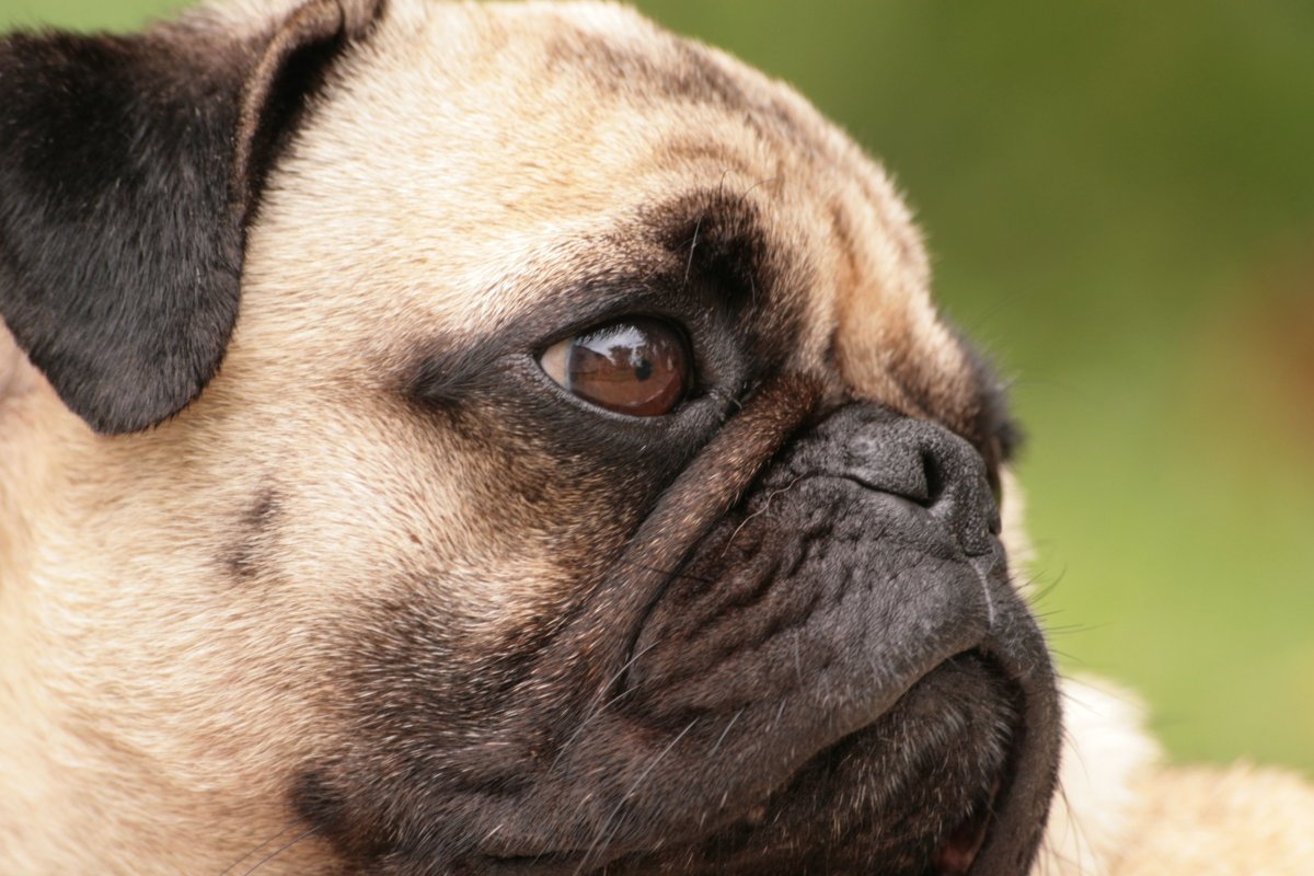 Мраморный Мопс