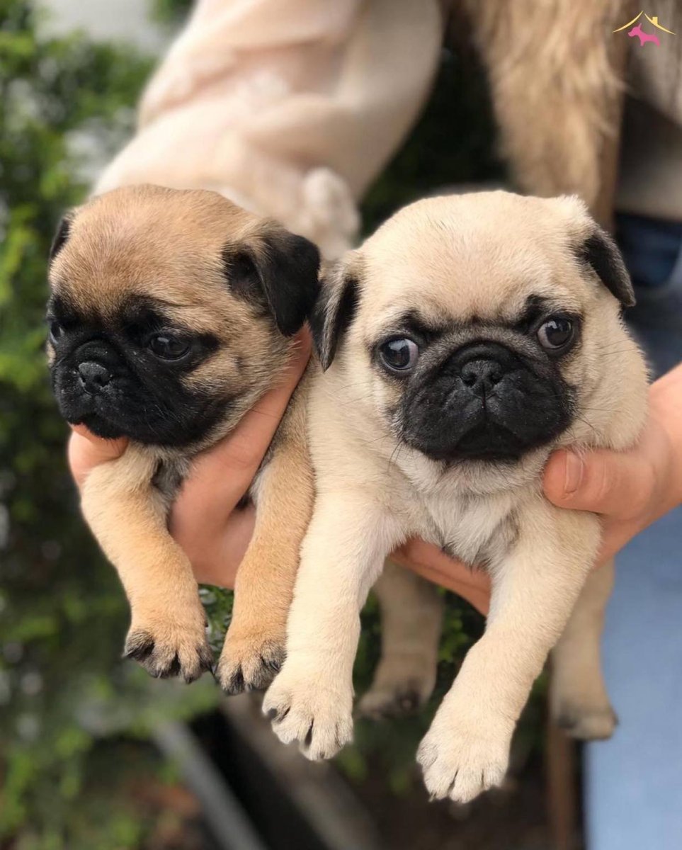 Карликовый Мопс американский ЛО-ши