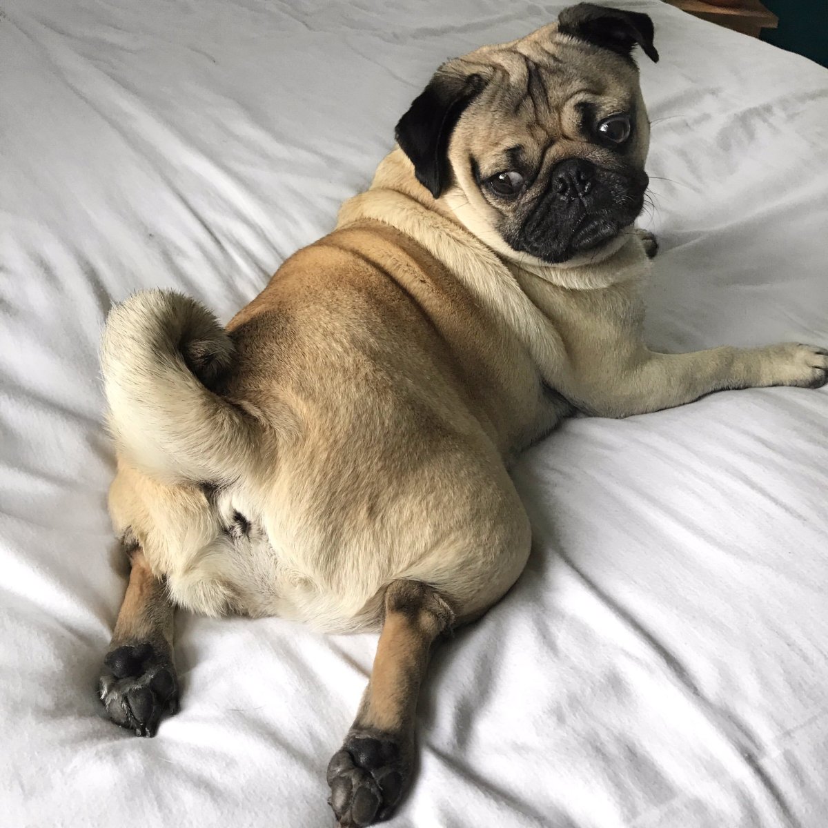 Британский Мопс