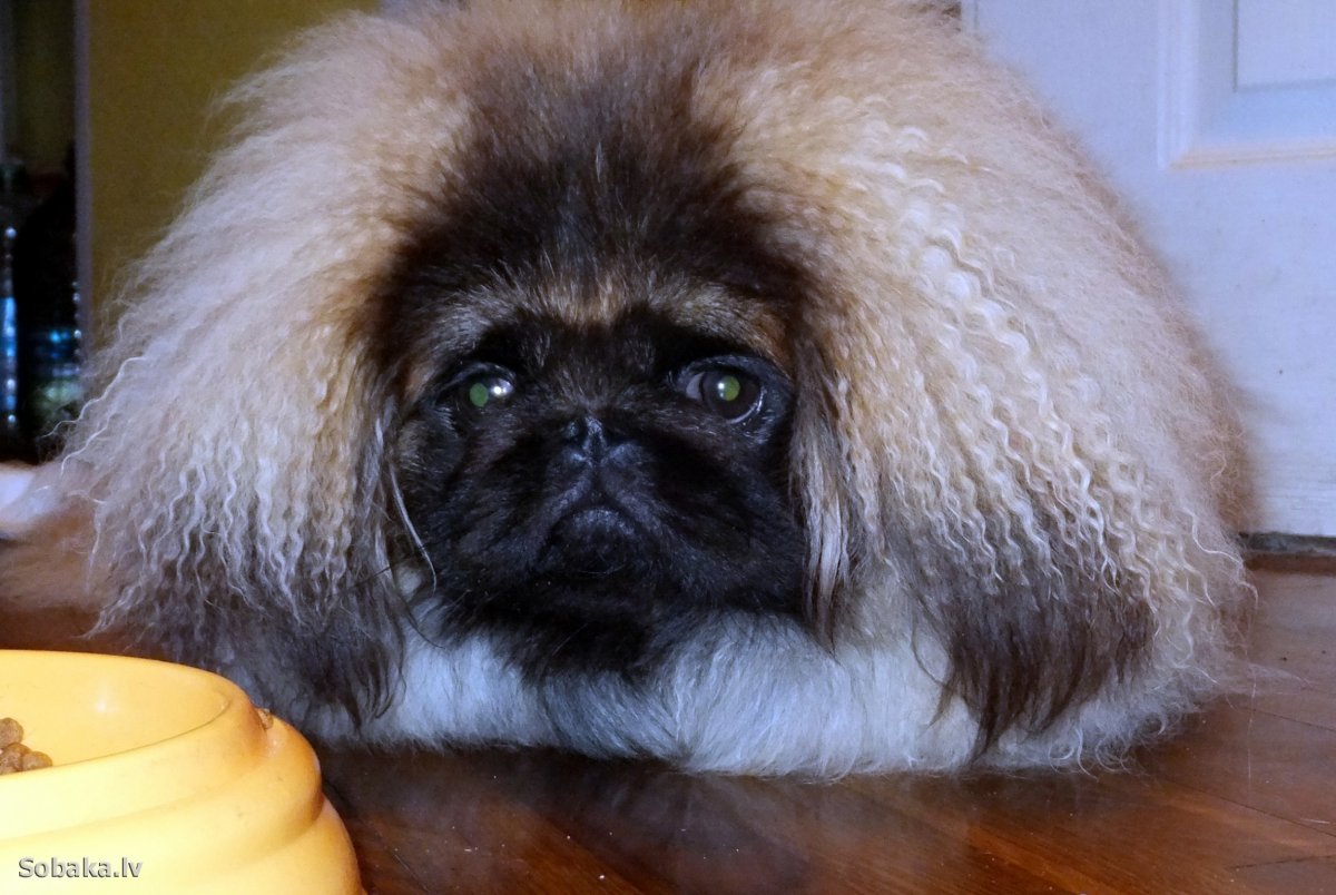 Пекинес длинношерстный