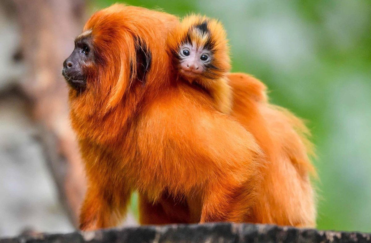 Золотистый львиный Тамарин