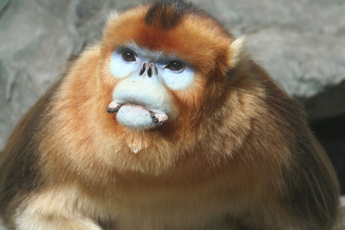 Тонкинский ринопитек