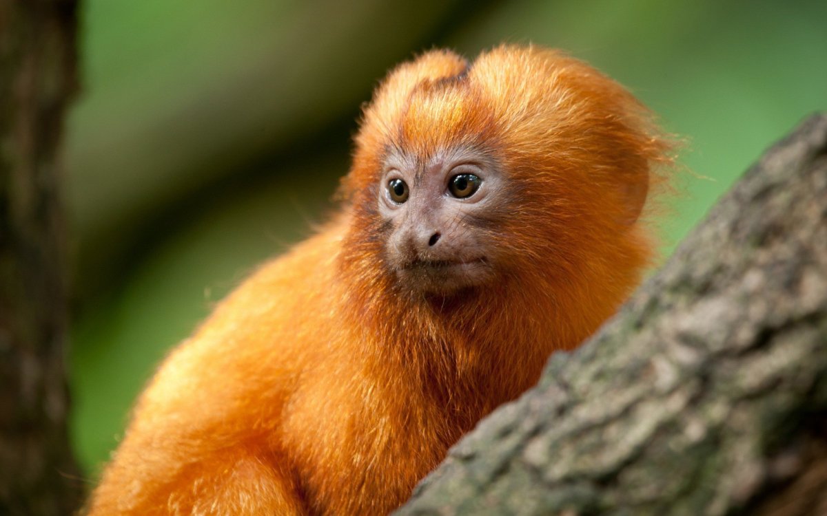 Золотистая игрунка