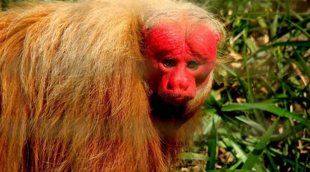 Южноамериканский уакари