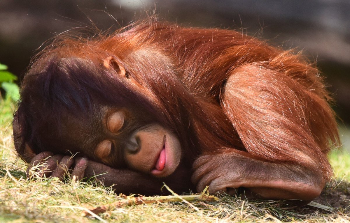 Обезьяна спит