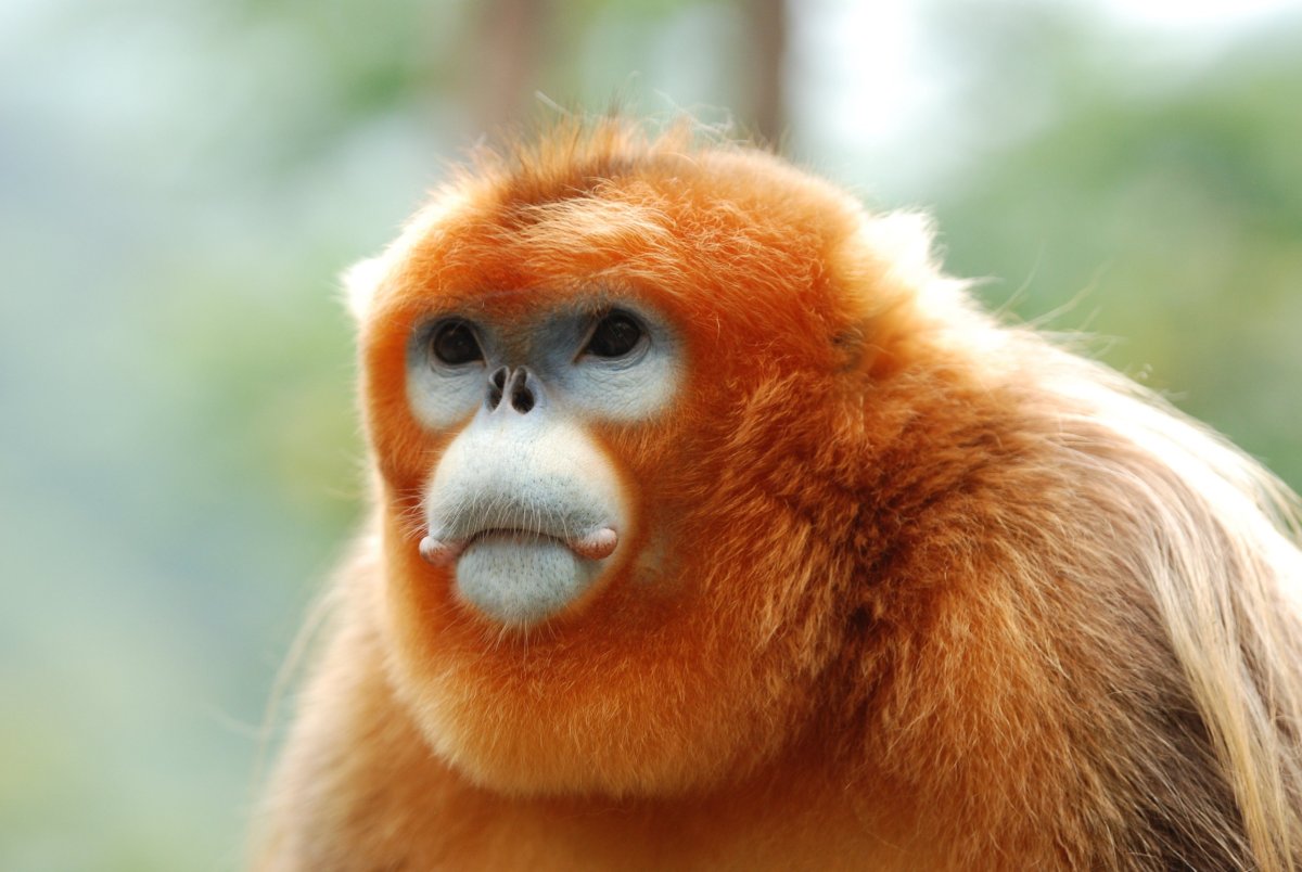 Китайская обезьяна Рокселланов ринопитек