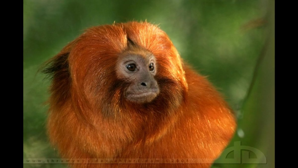 Тамарин Мандаринка