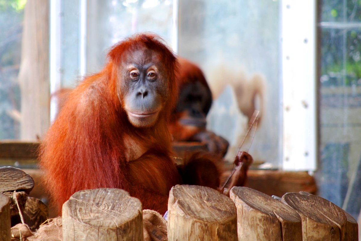 Лапы орангутана