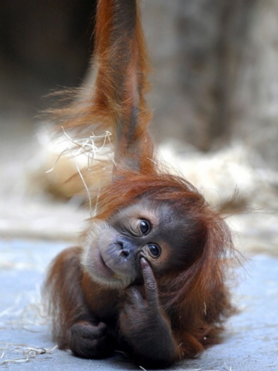 Рыжий орангутанг
