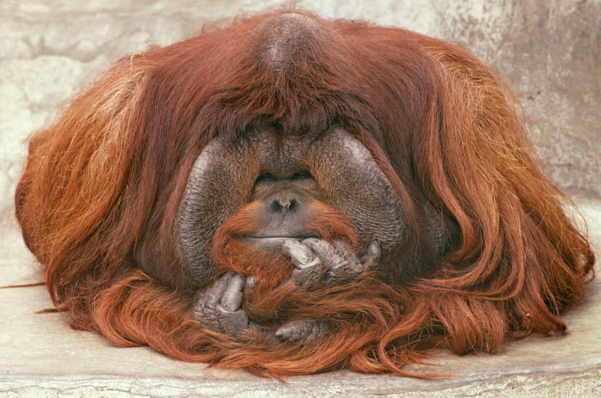 Лохматое животное