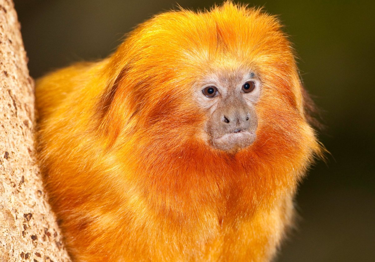 Золотистая львиная игрунка