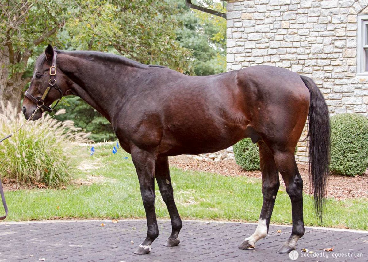 Фусаичи Пегасус лошадь