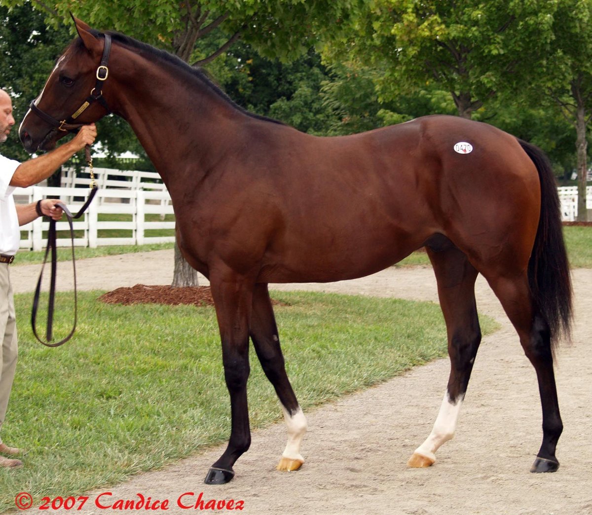 Фусаичи Пегасус лошадь