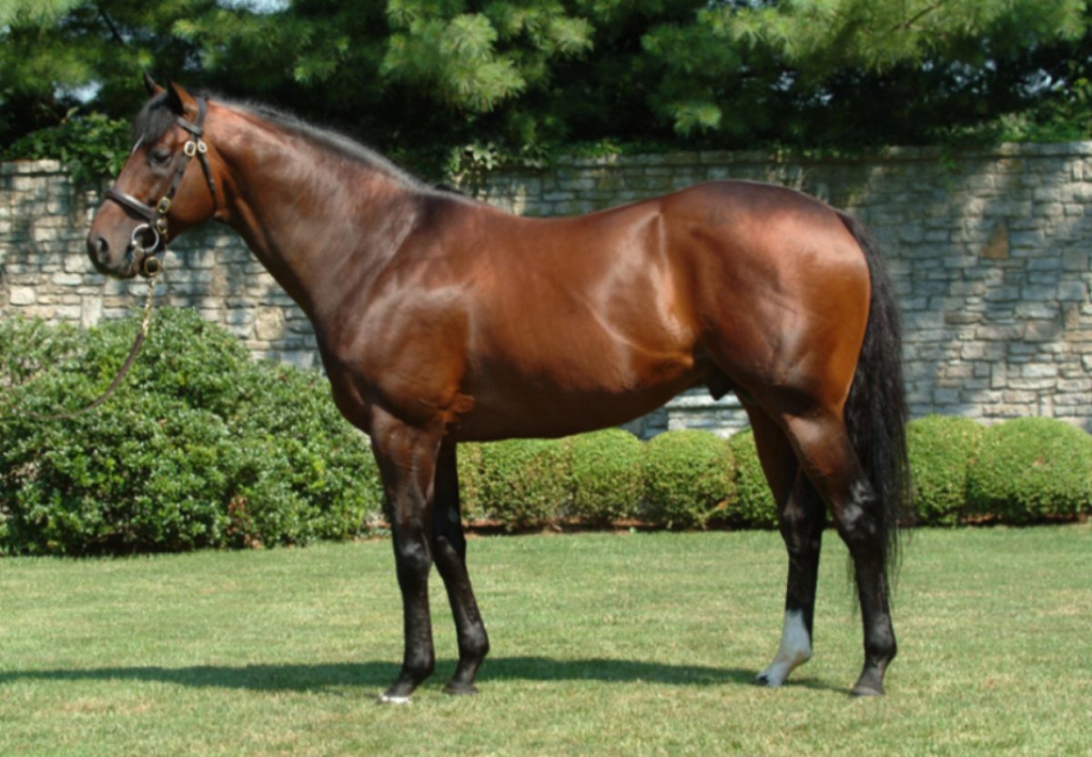 Fusaichi Pegasus лошадь