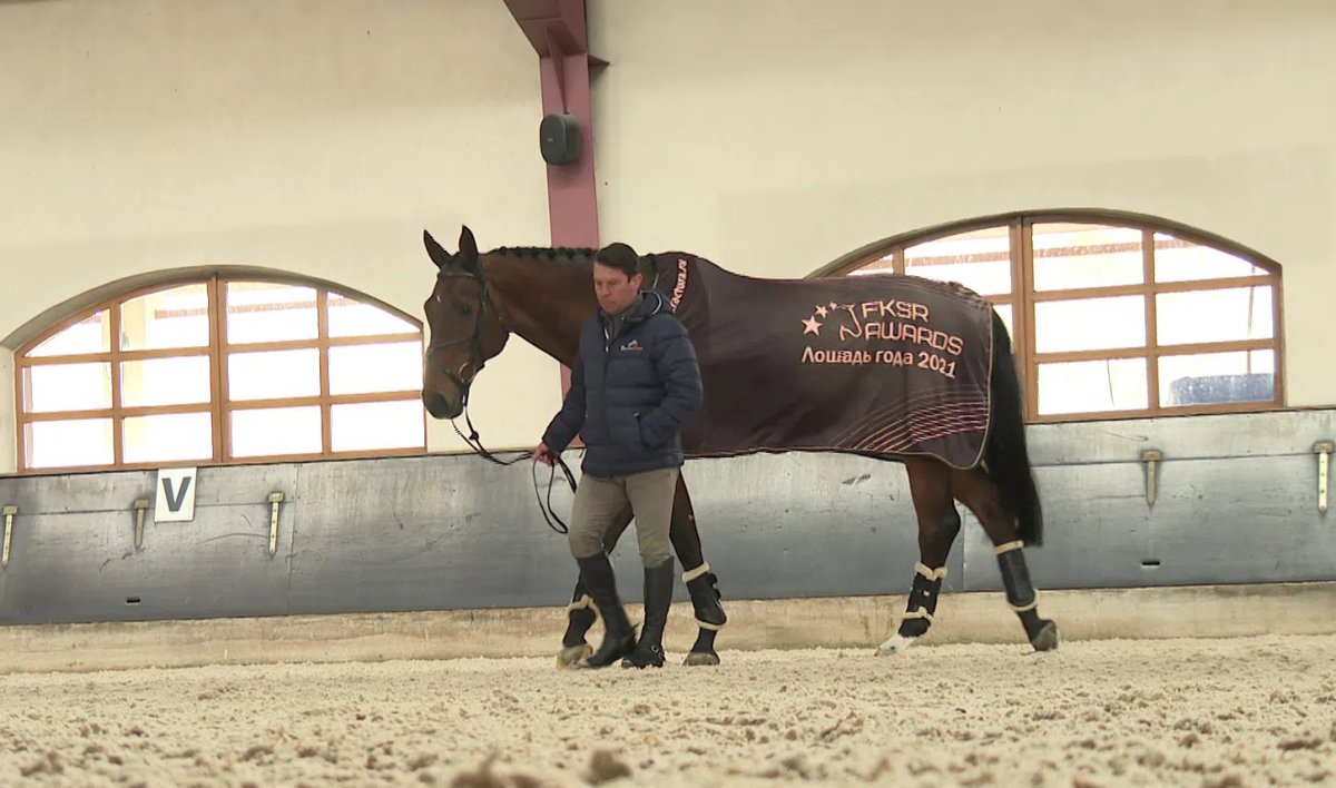 Питерские лошади