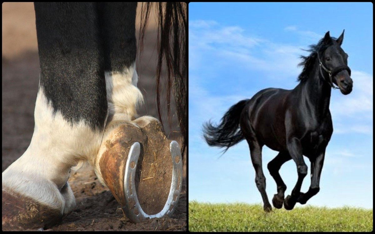 Конь бьет копытом