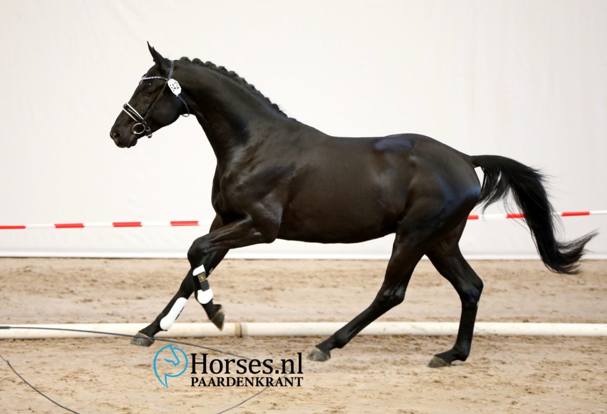 Голландская теплокровная Тотилас