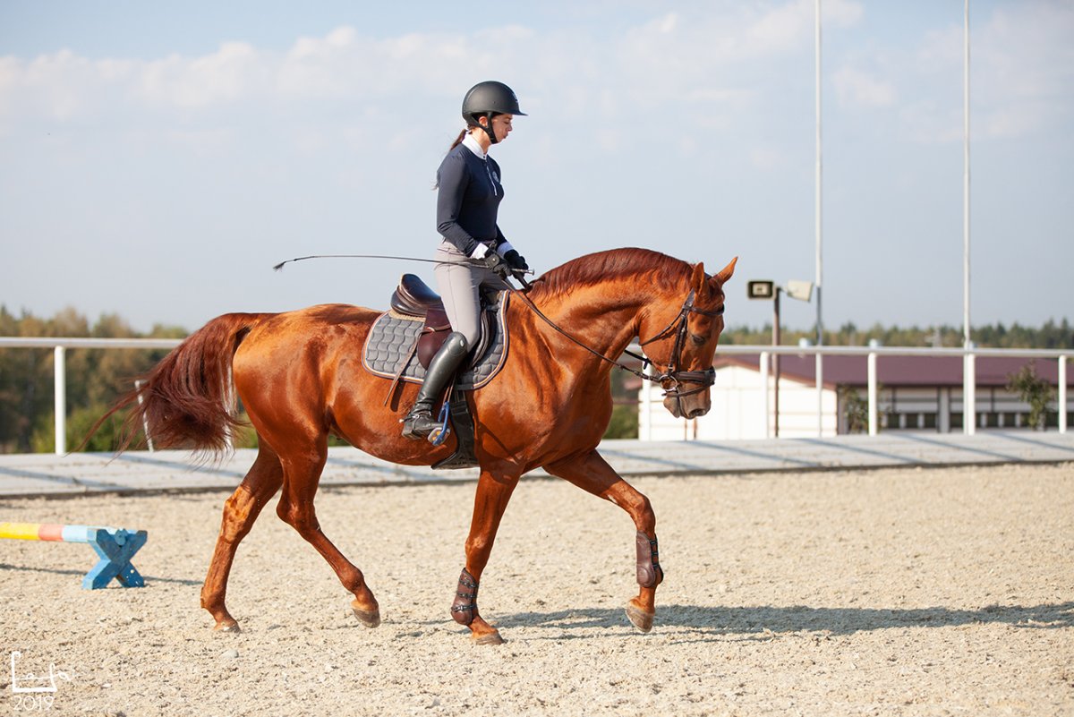 Буденновская лошадь канкур