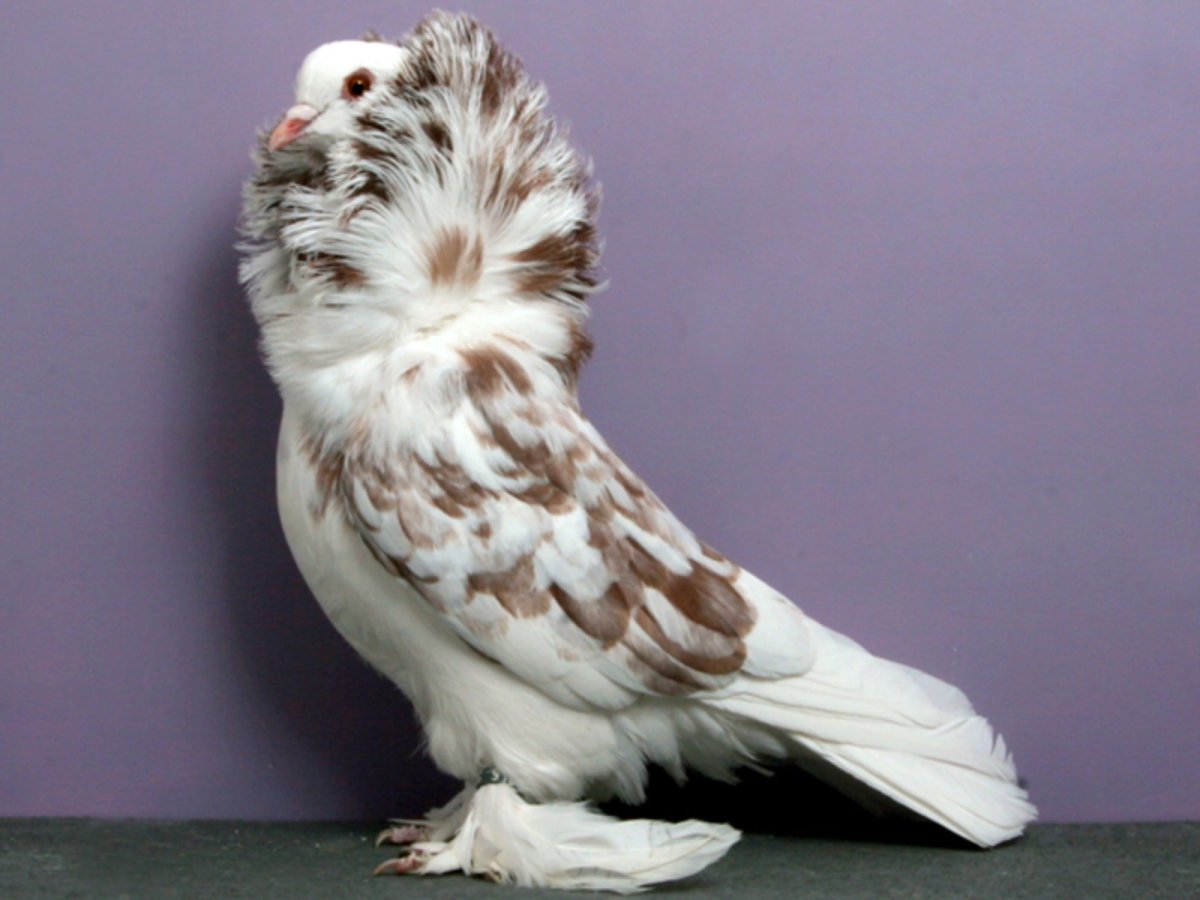 Богемская космоногая Волшебная Ласточка