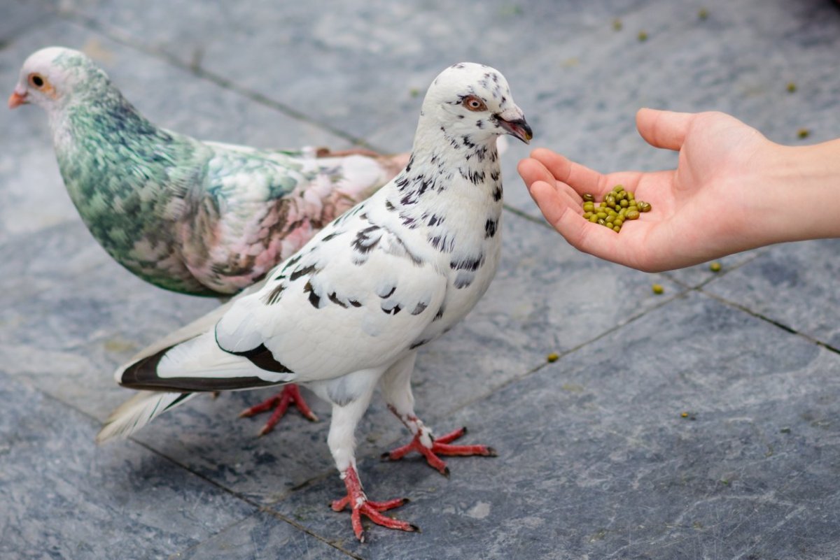Голубь с пятнами