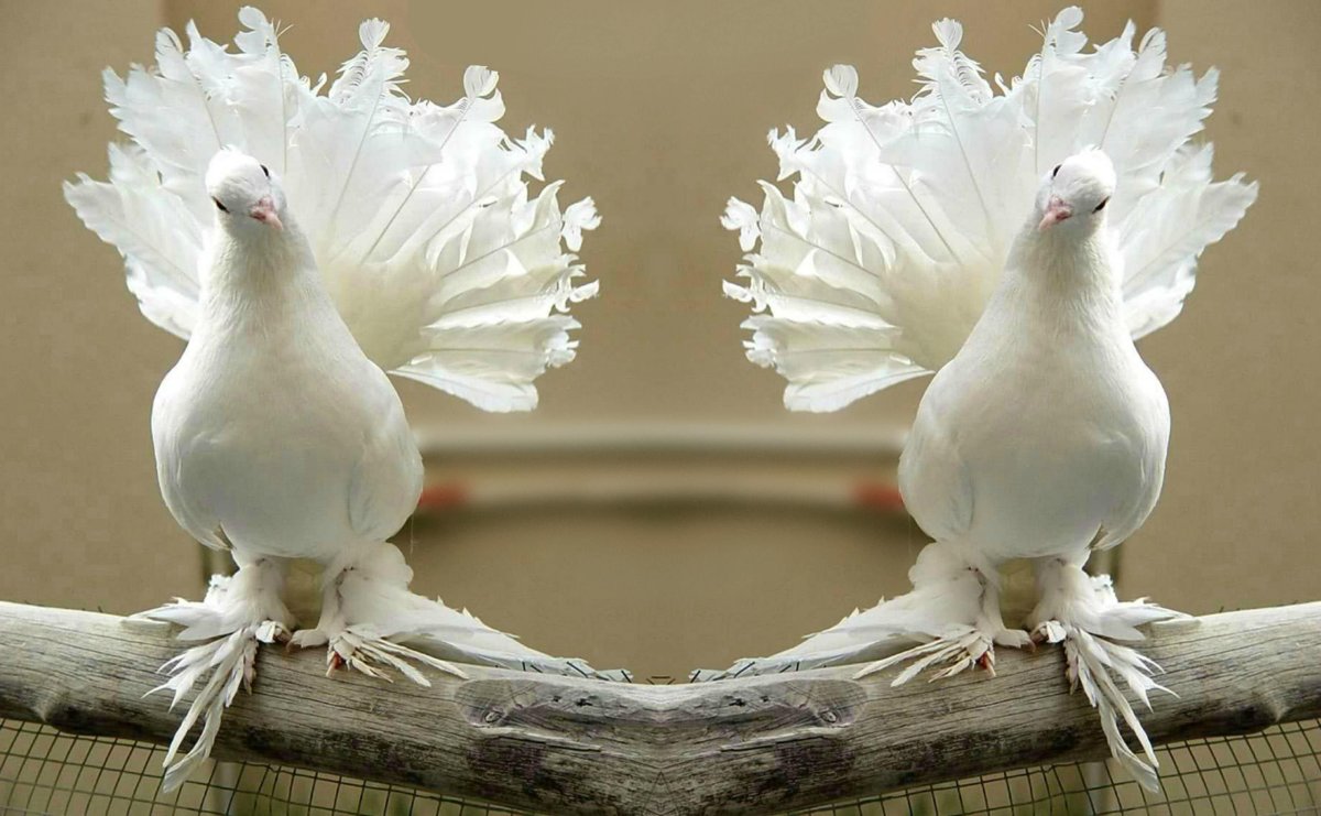 Голуби породы Павлин