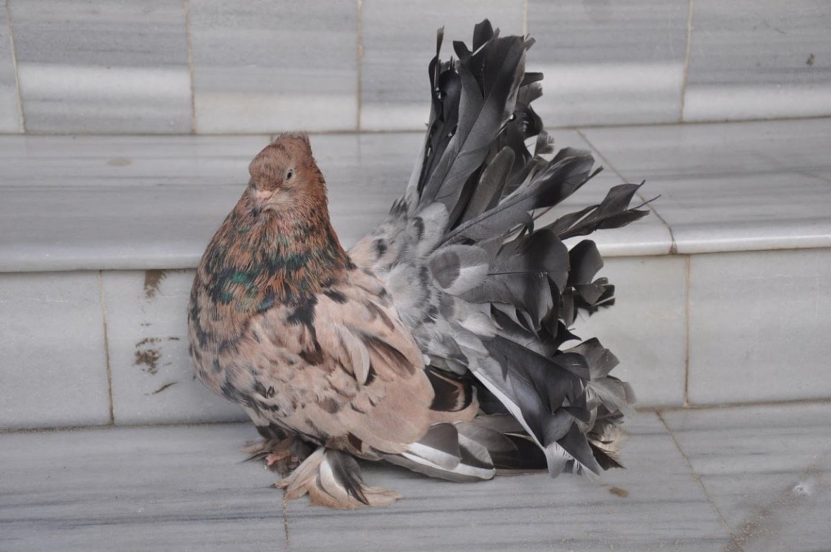 Королевский Павлин голубь