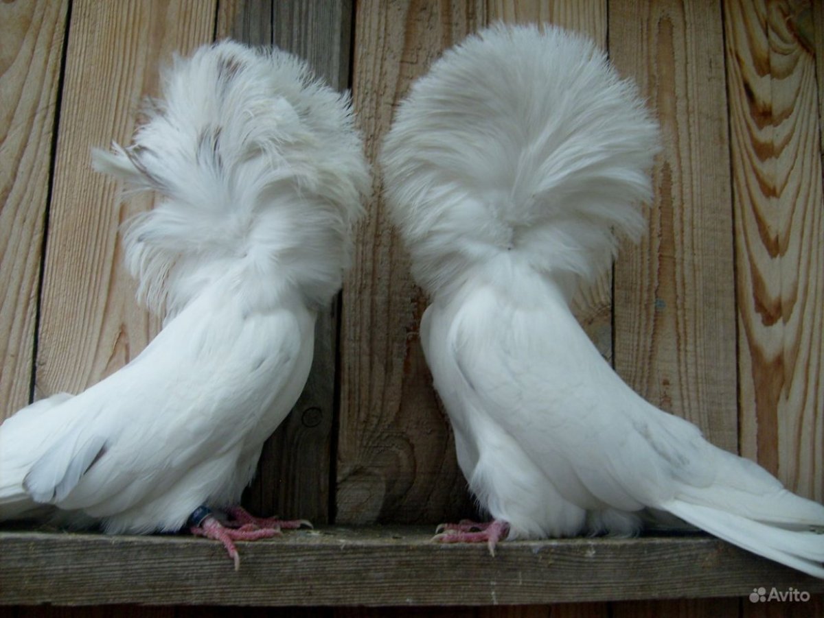 Декоративные голуби Павлины якобины