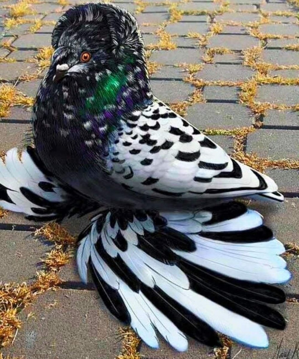 Каптар расми