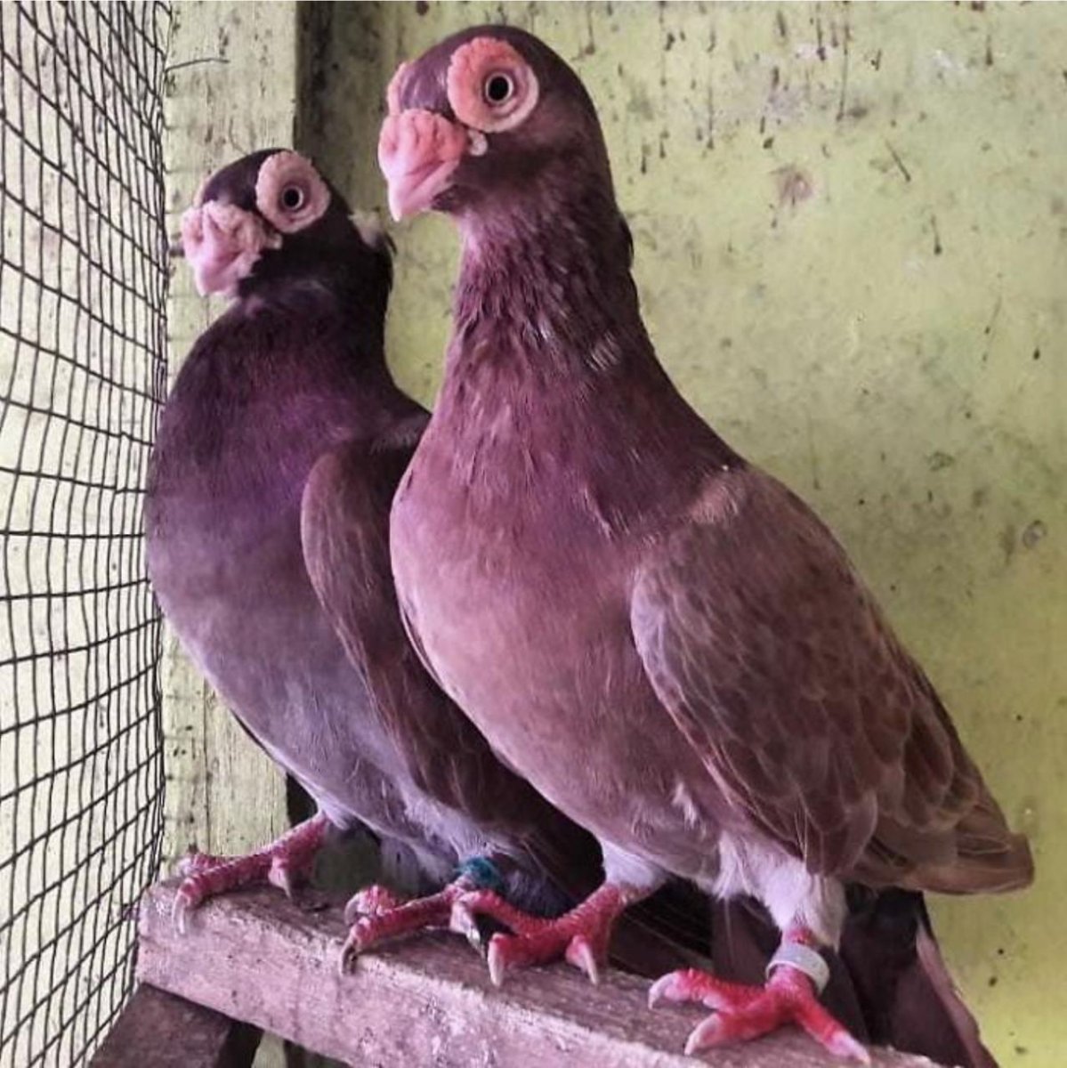 Породы голубей