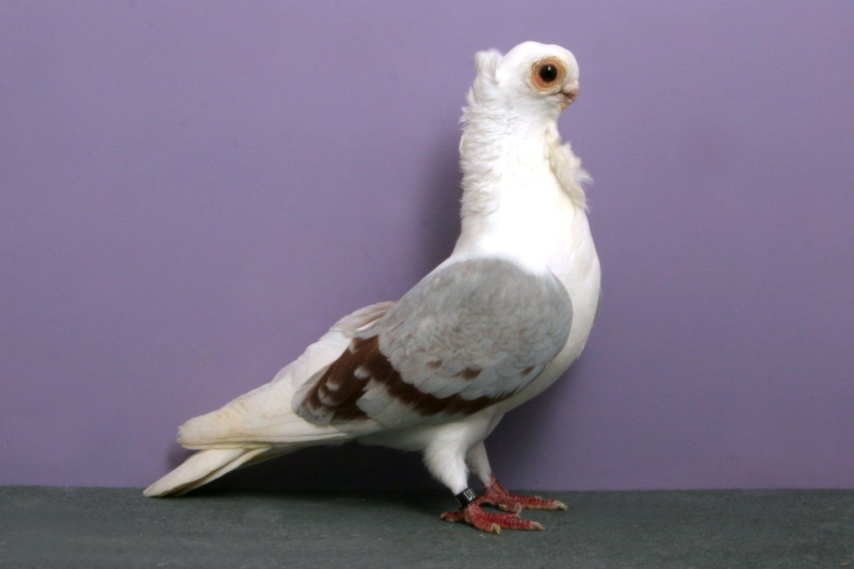 Саксонский Турман