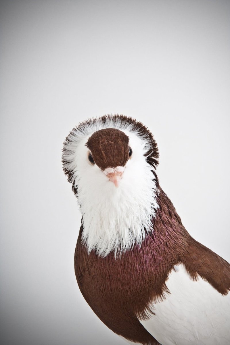 Декоративные голуби