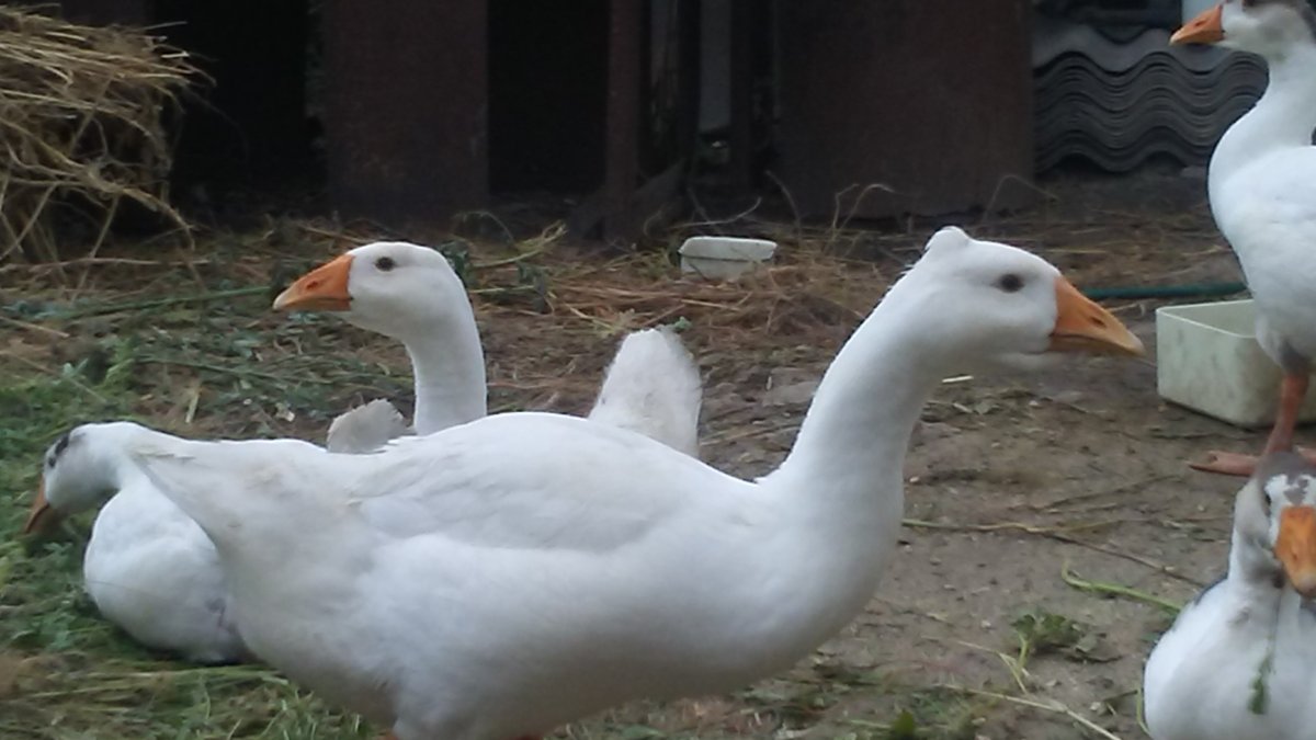 Порода гусей с хохолком