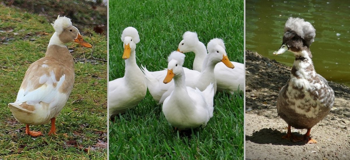 Пекинская утка с хохолком