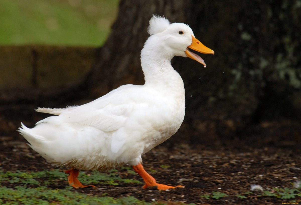 Белая кряква