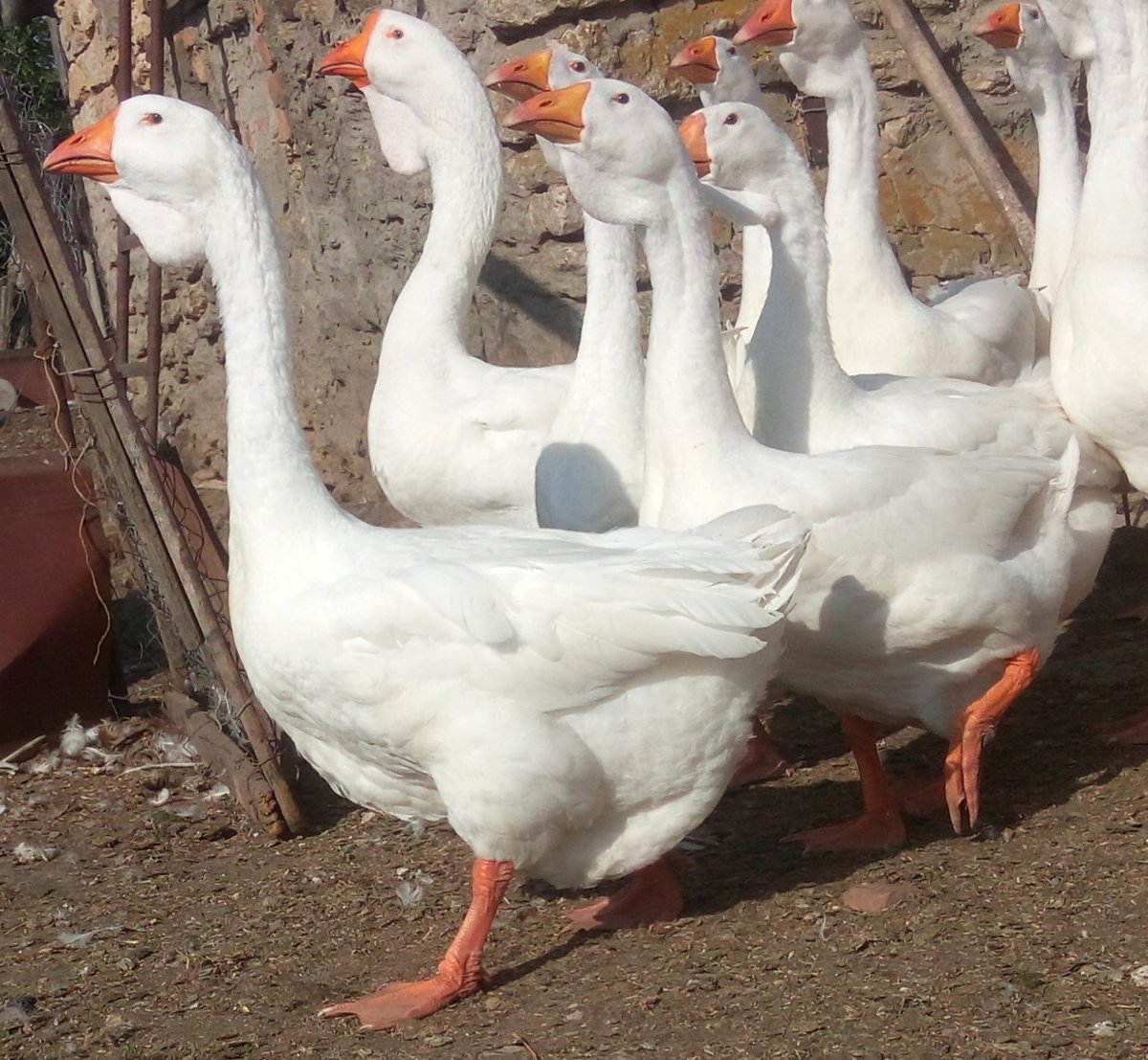 Адлерская порода гусей