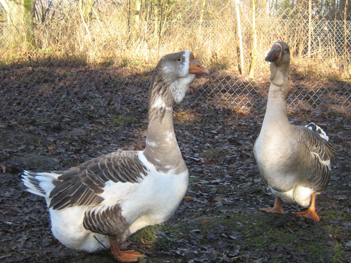 Римские хохлатые гуси