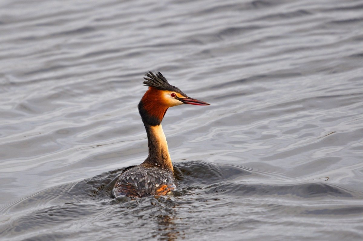 Водоплавающие чомга поганка