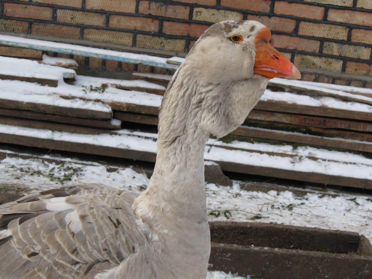 Гуси львиная голова