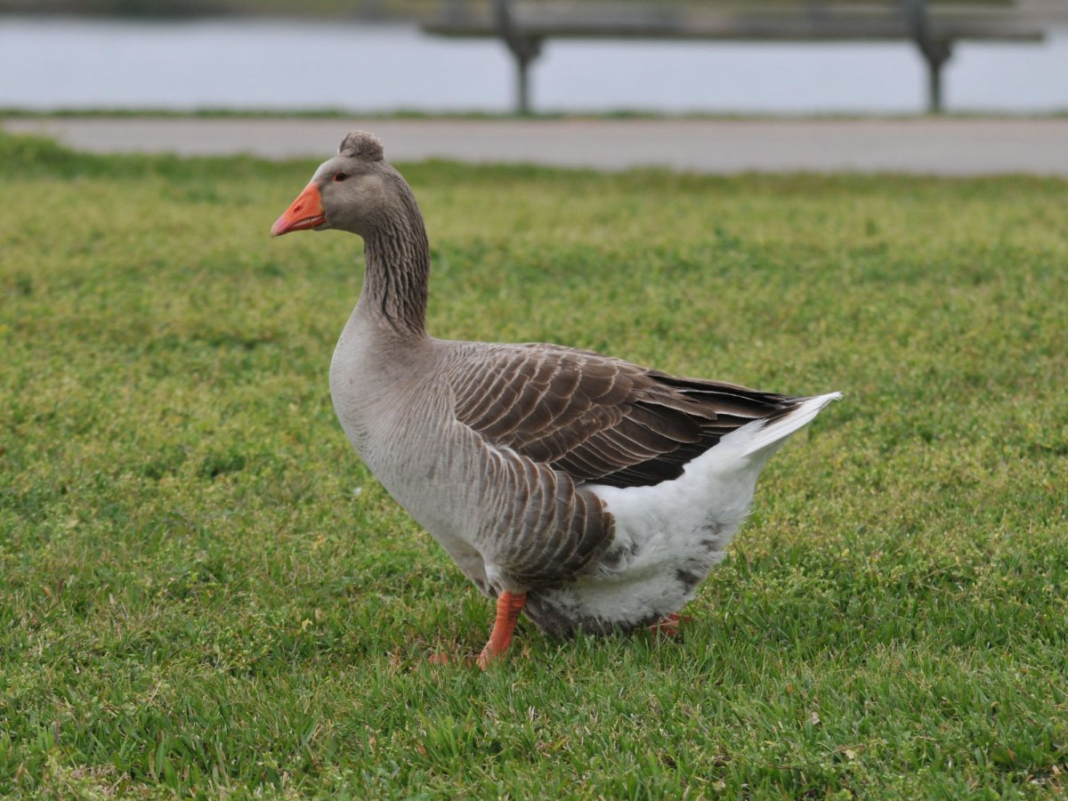 Гуси ландские хохлатые